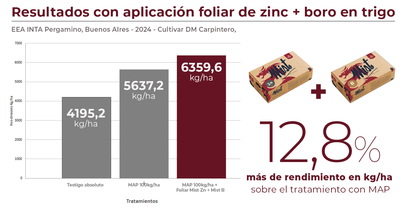 Cuadro trigo Zn-B